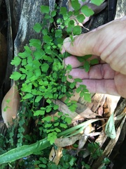 Adiantum atroviride