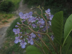 Vitex orinocensis