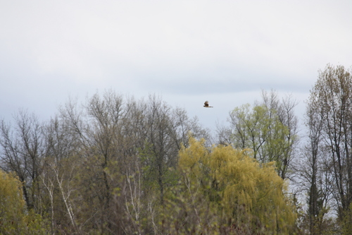 Northern Harrier observed by wren_shay