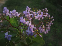 Vitex orinocensis