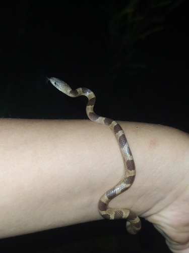 Baker's Cat-eyed Snake