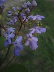 Vitex orinocensis