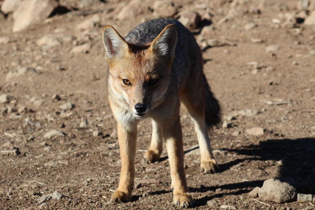 Lycalopex culpaeus, Santiago, Región Metropolitana, Chile, by shizen_tankenka