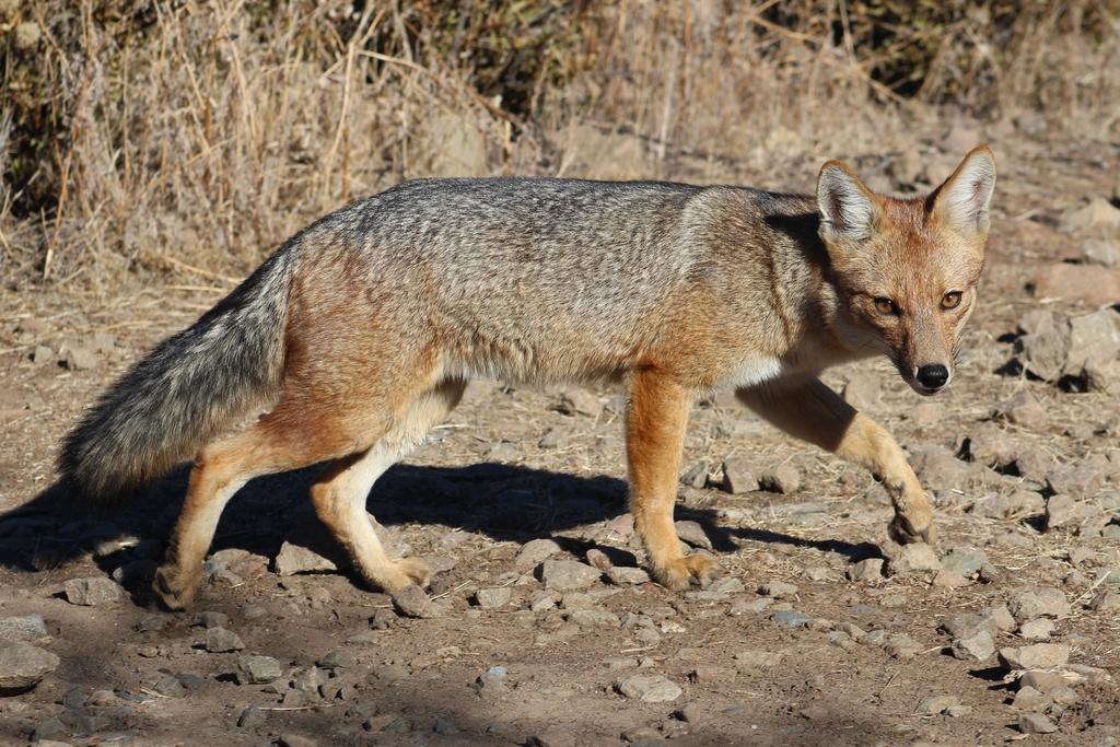Lycalopex culpaeus, Santiago, Región Metropolitana, Chile, by shizen_tankenka
