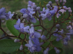 Vitex orinocensis