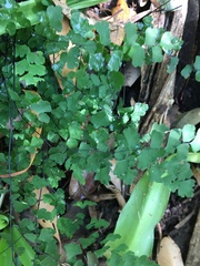 Adiantum atroviride