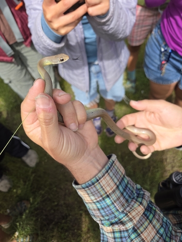 iNaturalist observation photo of North American Racer