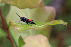 Synanthedon rubrofascia