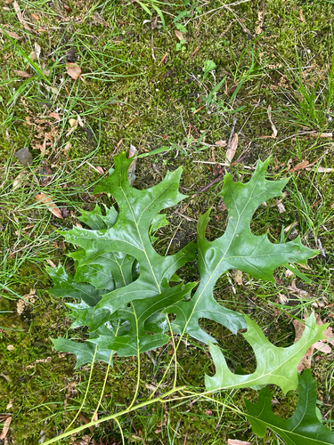 Scarlet Oak