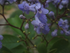 Vitex orinocensis