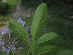 Vitex orinocensis