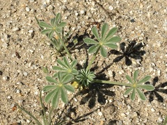 Lupinus shockleyi