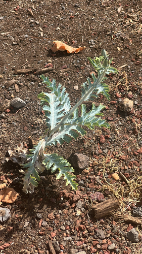 Argemone glauca observed 2026-05-11