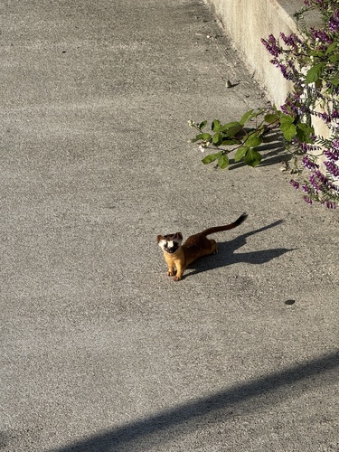 Long-tailed Weasel observed by kkmoran15