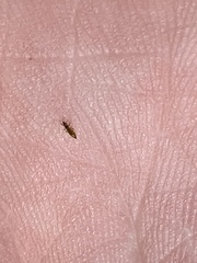 Frankliniella