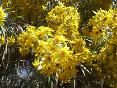 Senecio cinerarioides