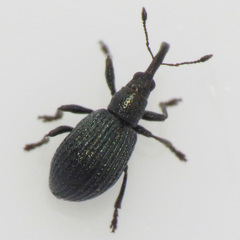 Ischnopterapion virens