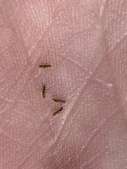 Frankliniella