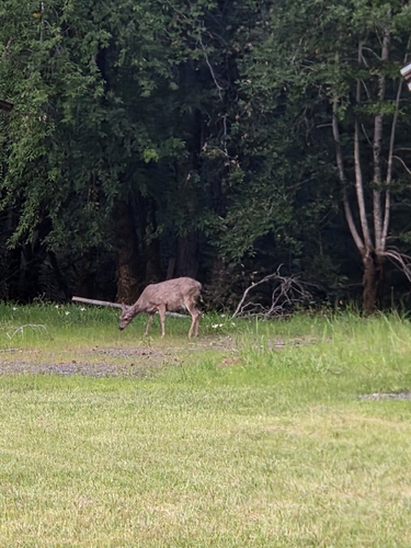 iNaturalist observation photo of Mule Deer