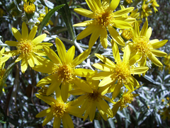 Senecio cinerarioides