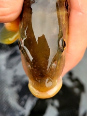 Bull Chub photo 2