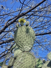 (c) Erick Vélez Sánchez, some rights reserved (CC BY) Opuntia streptacantha, photograph (c) Erick Vélez Sánchez, some rights reserved (CC BY)