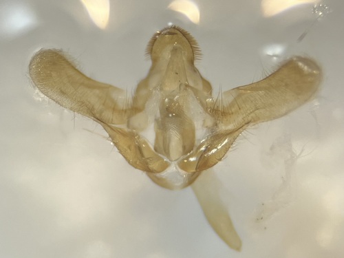 Bee Moth photo 3