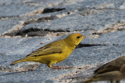 Orange-fronted Yellow Finch (Sicalis columbiana), photo 7