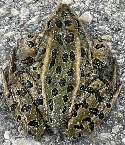 Northern Leopard Frog observed by stephenresearch