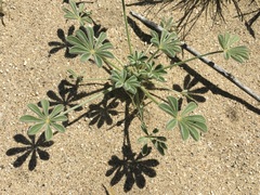 Lupinus shockleyi
