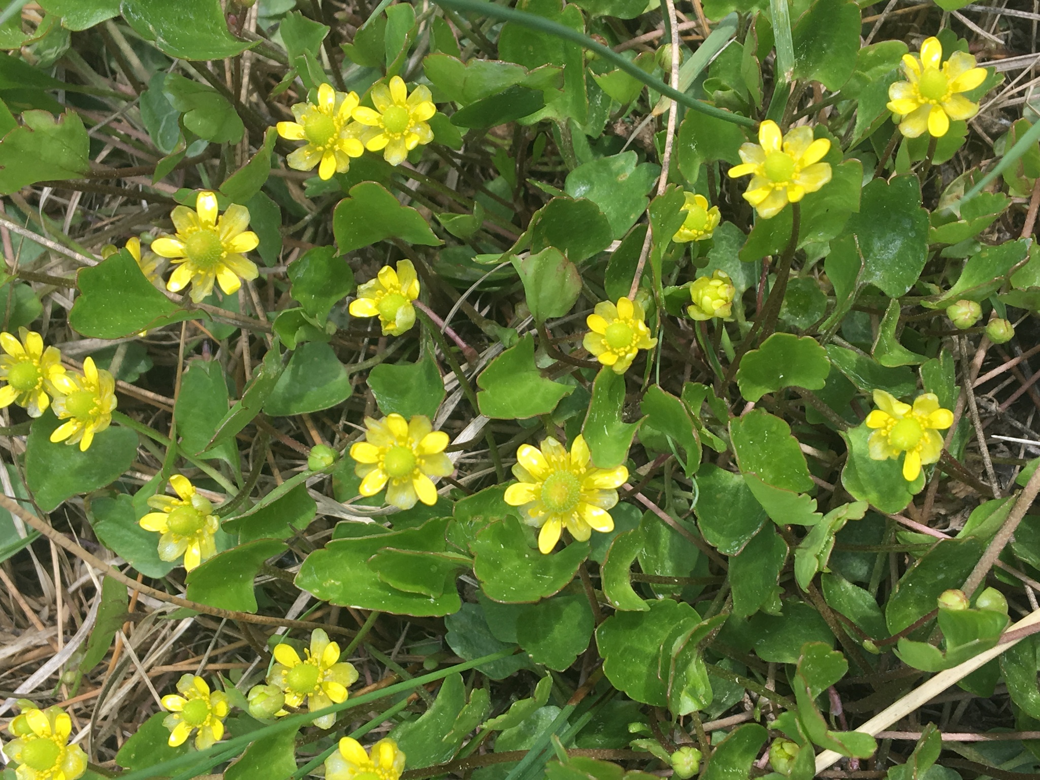 Ranunculus cymbalaria