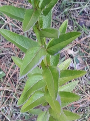 Pterocaulon