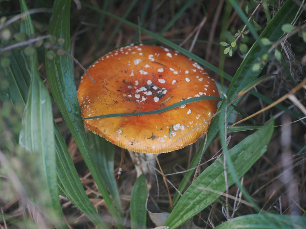 Amanita muscaria · May 2026 · photo: © acnestis (iNaturalist, cc-by-nc)