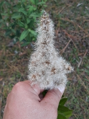 Pterocaulon