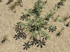 Lupinus shockleyi