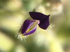 Lupinus shockleyi