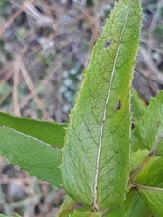 Pterocaulon