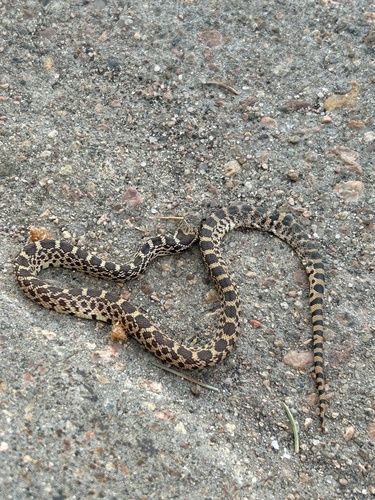 Bullsnake observed by twartell
