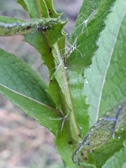 Pterocaulon