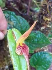 Pleurothallis nossax