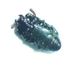 Platysoma leconti