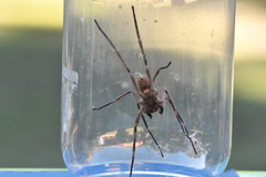 Phoneutria eickstedtae