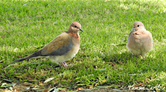 Streptopelia senegalensis