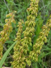 Rumex altissimus