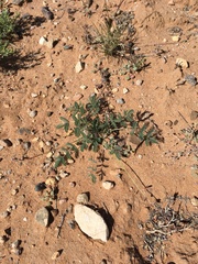 Hoffmannseggia drepanocarpa