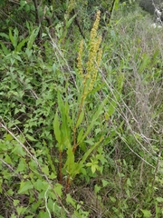 Rumex altissimus