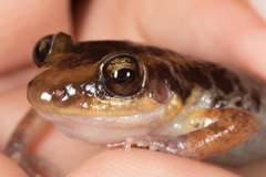 Coastal Red-Rumped Frog photo 5