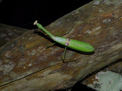 Stagmatoptera binotata