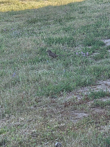 iNaturalist observation photo of California Thrasher