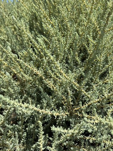 Suaeda taxifolia, photograph 3